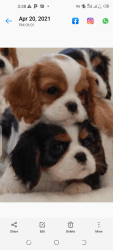 Cavalier king Charles spaniel puppies for sale