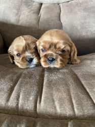 2 Female Puppies