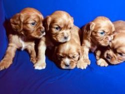 Four male Cavalier King Charles Spaniels for sale