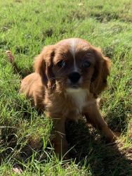 Male, ruby-colored, Cavalier King Charles Spaniel puppy for sale!