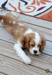Lovable puppy for sale