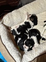 2 Male Cavalier King Charles Puppies