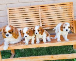 Cavalier King Charles Spaniel Puppies Arizona