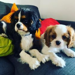 Gorgeous Cavalier King Charles Puppies available