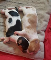 Cavalier King Charles' puppies for sale