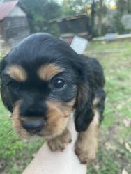 King charles cavalier for sale