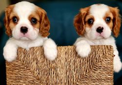 Cavalier Puppies Ready After Thanksgiving!