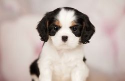Cavalier King Charles Spaniel Puppy For Sale (Tricolour)
