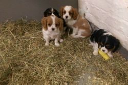 Lovely chunky cavalier King Charles Spaniel Puppies