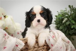 VET CHECKED CAVALIER KING CHARLES SPANIEL PUPPIES