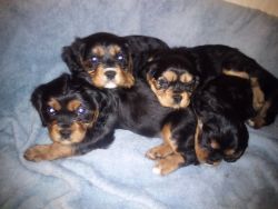 9 wks old Cavalier puppies