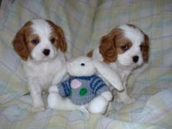 Cavalier King Charles Spaniel puppies For Sale