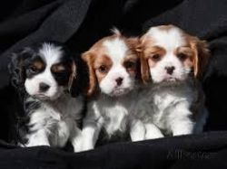 Cavalier king charles pups