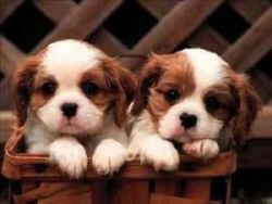 Cavalier King Charles Spaniel Puppies