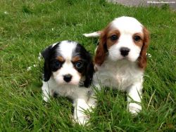 Cavalier King Charles Spaniel puppies for adoption