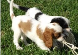 Cavalier King Charles Spaniel pups for adoption
