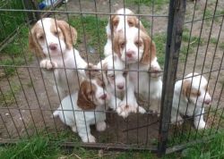 Cocker Spaniel Pups Fromsale Health Tested Parents