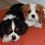 Cavalier puppies for sale