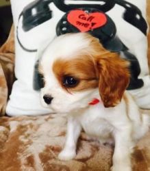 Cute Cavalier King Charles Spaniel Puppies