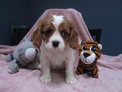 Adorable Cavalier King Charles puppies for sale