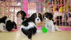 boy and girl cavalier king charles spaniel lovely puppies.