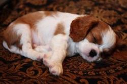 Male and Female Cavalier king charles spaniel Puppies Available Text m