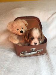cavalier king Charles spaniels for sale.