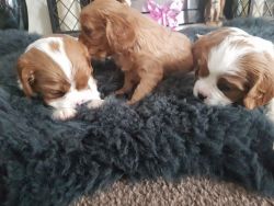 Kc Reg Cavalier Pups From Health Tested Parents