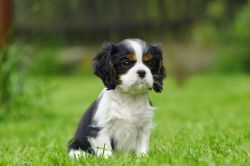 Health Tested 9 Week Old Cavalier Puppies