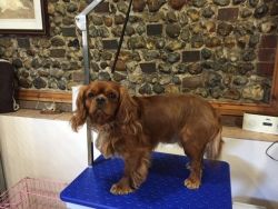 6 Month Old Beautiful Male Cavalier King Charles