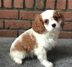 Loving male and female Cavalier King Charles Spaniel Puppies