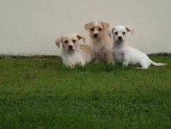 Adorable Cavalier Puppies for sale