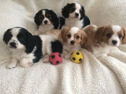 Cavalier King Charles Both Parents Health Tested