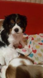 Cavalier King Charles Puppies For Sale