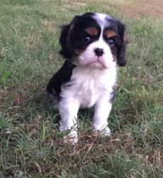 Lovely Cavalier King Charles Spaniel puppies
