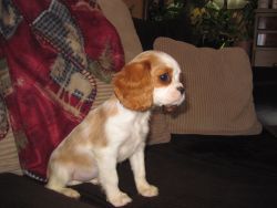 Cavalier King Charles Puppies~Registered with pedigree
