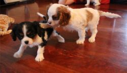 Cute Cavalier King Charles Spaniel puppies