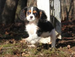 Home raised Cavalier King Charles Spaniel puppies