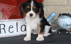 AKC King Charles Spaniel puppies for sale
