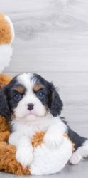 AKC Registered Puppy - Cavalier King Charles Spaniel