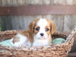 Delightful Cavalier King Charles Spaniel pups for sale