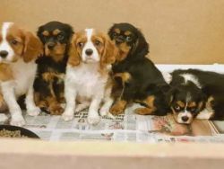Cavalier King Charles Puppies Ready Now