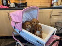 Cavapoo puppies for sale to good homes