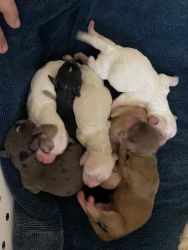 HavaCavaPoo Puppies Available July 2022