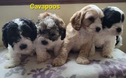 Cavapoos born 4-1-22