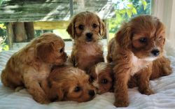 Adorable red cavapoos, born May 14. 231 821 2xxx