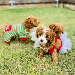 HEALTHY CAVAPOO PUPPIES AVAILABLE