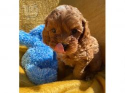 Cavapoo puppies available Text or WhatsApp at.... +1(5xx) xx4-36xx