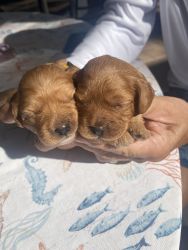 Cavapoo puppies (mini)