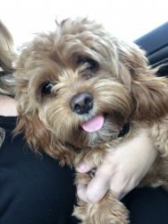 Cavapoo female 8 months old